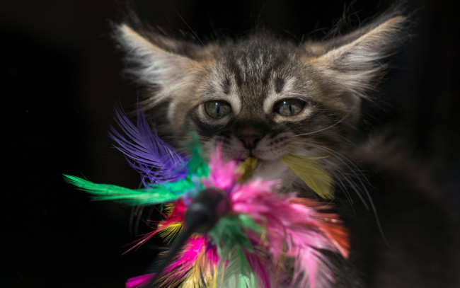 Обои картинки фото животные, коты, котенок