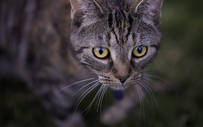 Обои картинки фото животные, коты, морда, взгляд