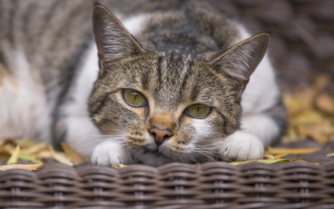 Обои картинки фото животные, коты, морда, взгляд