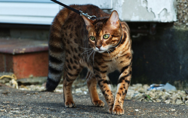 Обои картинки фото животные, коты, поводок