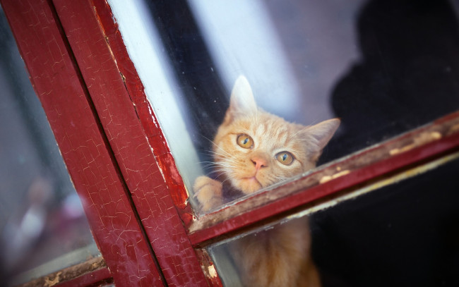 Обои картинки фото животные, коты, взгляд