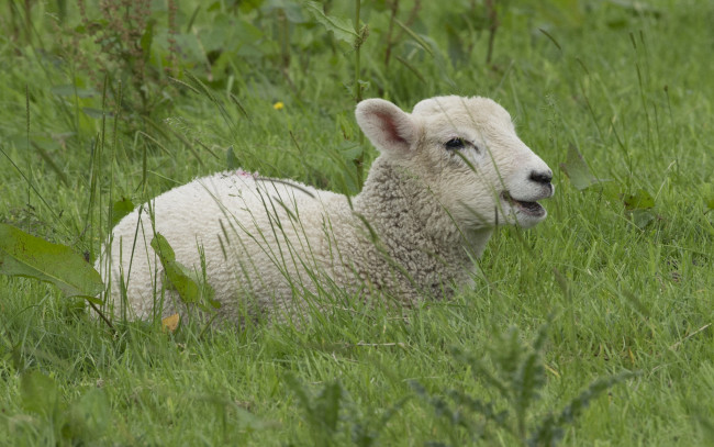 Обои картинки фото животные, овцы,  бараны, барашка