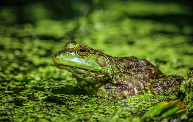 Обои картинки фото животные, лягушки, лягушка