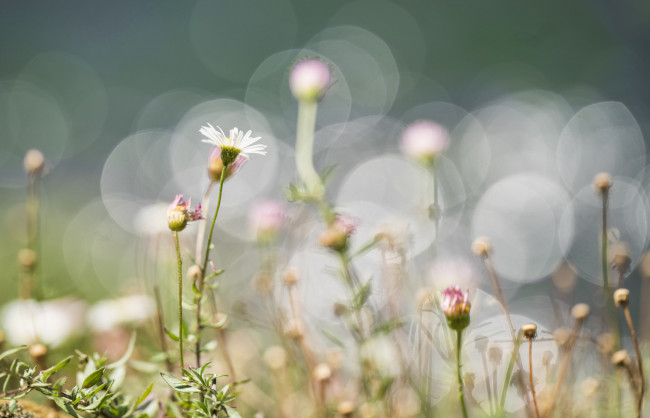 Обои картинки фото цветы, ромашки, ромашка