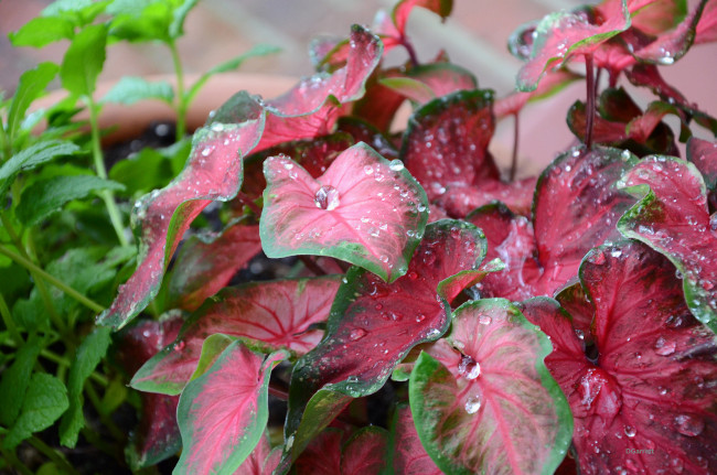 Обои картинки фото цветы, листья