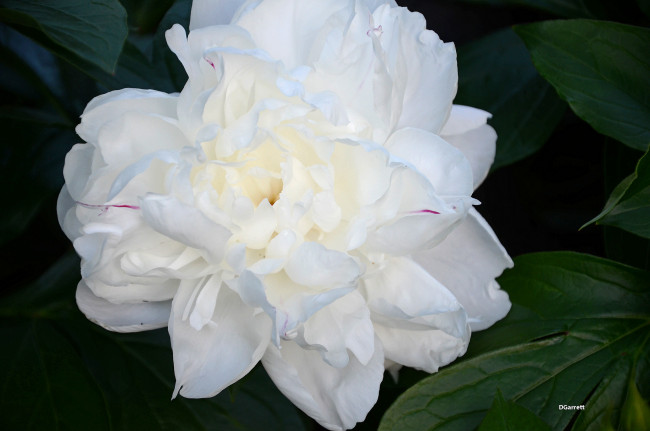 Обои картинки фото цветы, пионы, пион