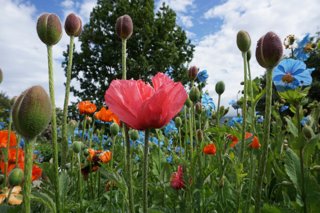 Обои картинки фото цветы, луговые , полевые,  цветы, луг