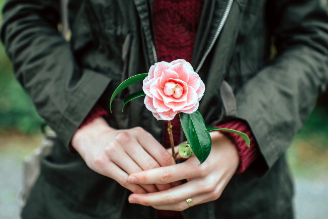 Обои картинки фото разное, руки, камелия