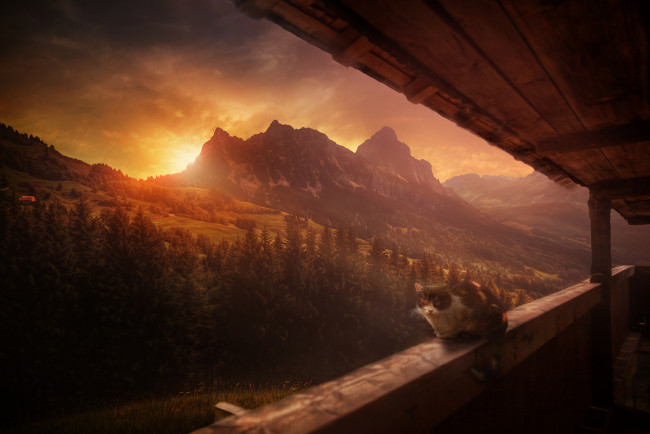 Обои картинки фото животные, коты, кошка