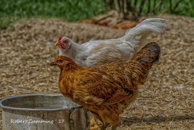 Обои картинки фото животные, куры,  петухи