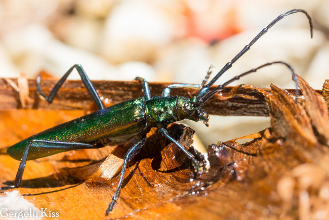 Обои картинки фото животные, насекомые, жук