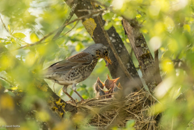 Обои картинки фото животные, птицы, гнездо