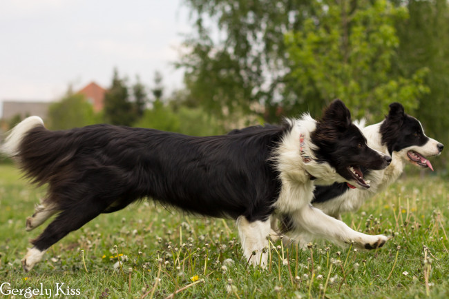 Обои картинки фото животные, собаки