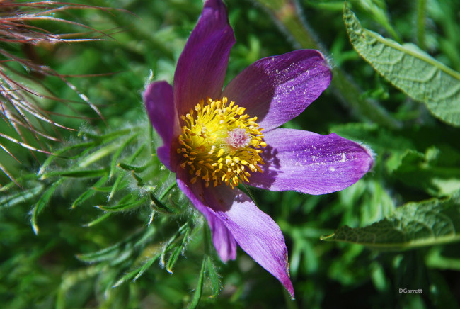 Обои картинки фото цветы, анемоны,  сон-трава, цветок