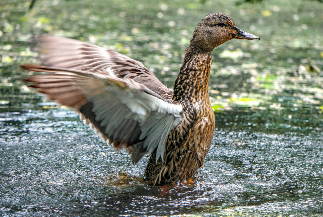 Обои картинки фото животные, утки, утка