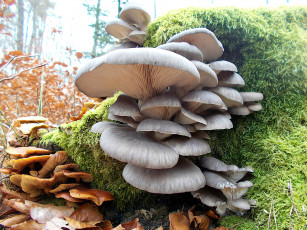 Картинка природа грибы простор