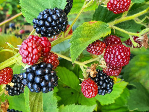 Картинка природа ягоды ежевика