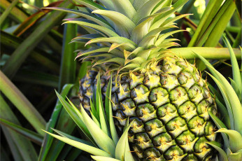 Картинка еда ананас фрукт