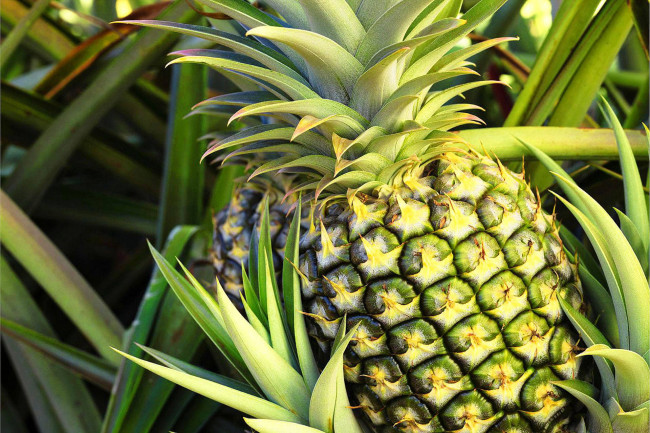 Обои картинки фото еда, ананас, фрукт