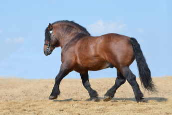 Картинка русский+тяжеловоз животные лошади русский тяжеловоз конь лошадь грива хвост красавец копытное домашнее
