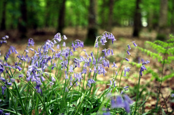 Картинка цветы колокольчики лиловый