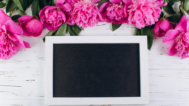 Обои картинки фото цветы, пионы, рамка, розовый