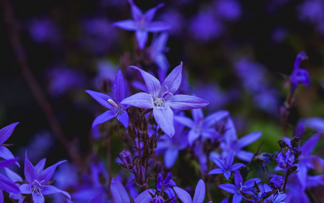 Обои картинки фото цветы, колокольчики, синий