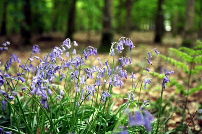 Обои картинки фото цветы, колокольчики, лиловый