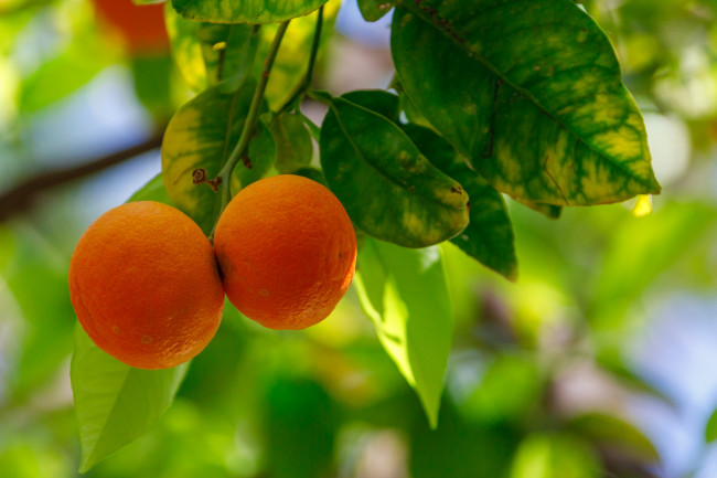 Обои картинки фото природа, плоды, апельсины