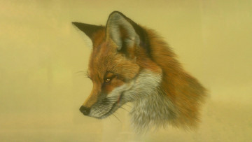 Картинка 295873 рисованное животные +лисы обыкновенная лисица