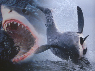 Картинка животные акулы