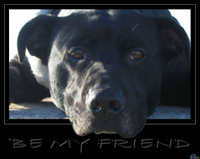 Картинка животные собаки