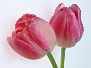 Картинка цветы тюльпаны