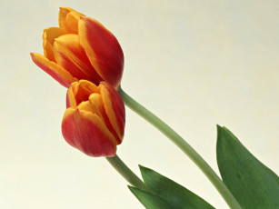 Картинка цветы тюльпаны