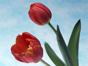 Картинка цветы тюльпаны