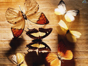 Картинка животные бабочки