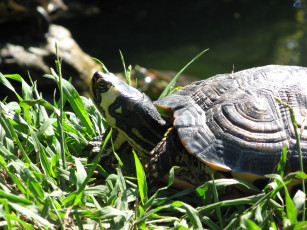 Картинка животные Черепахи
