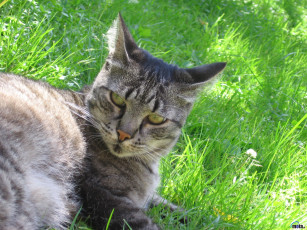 Картинка животные коты