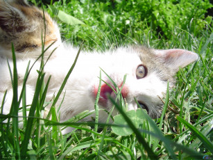 Картинка животные коты