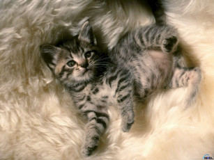 Картинка животные коты