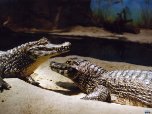 Картинка животные крокодилы