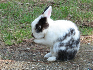 Картинка животные кролики зайцы