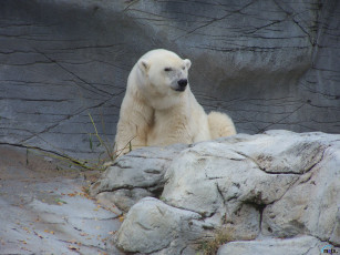 Картинка животные медведи