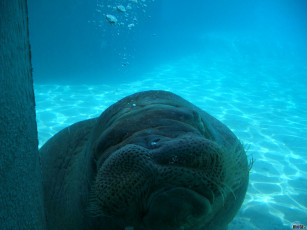 обоя животные, моржи