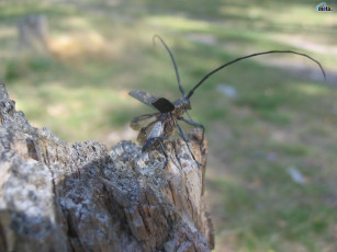 Картинка животные насекомые