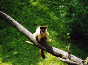 Картинка животные обезьяны