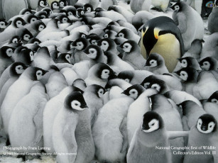 Картинка животные пингвины