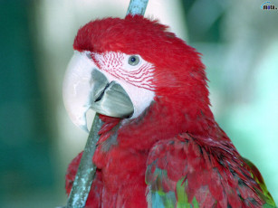 Картинка животные попугаи