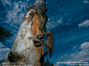 Картинка животные птицы