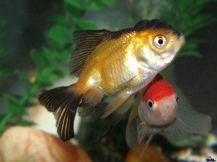 Картинка животные рыбы